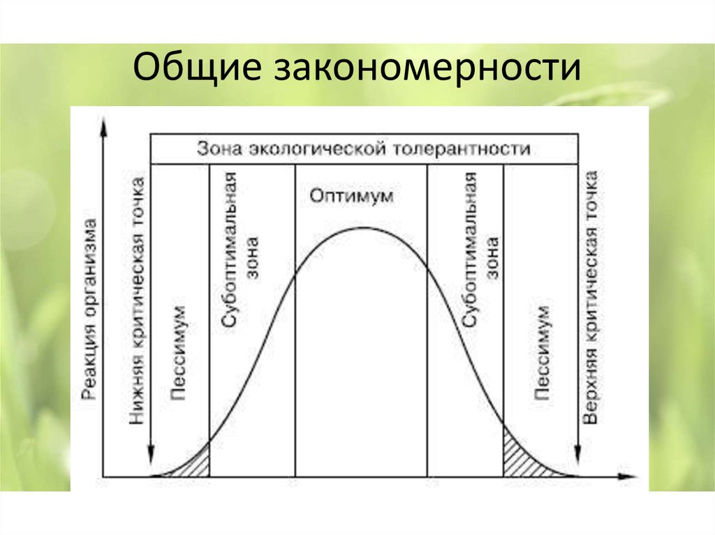 Закон оптимума это. Закон оптимума фактора экология. Факторы среды зона оптимума. Зона оптимума график. Зона экологической толерантности.