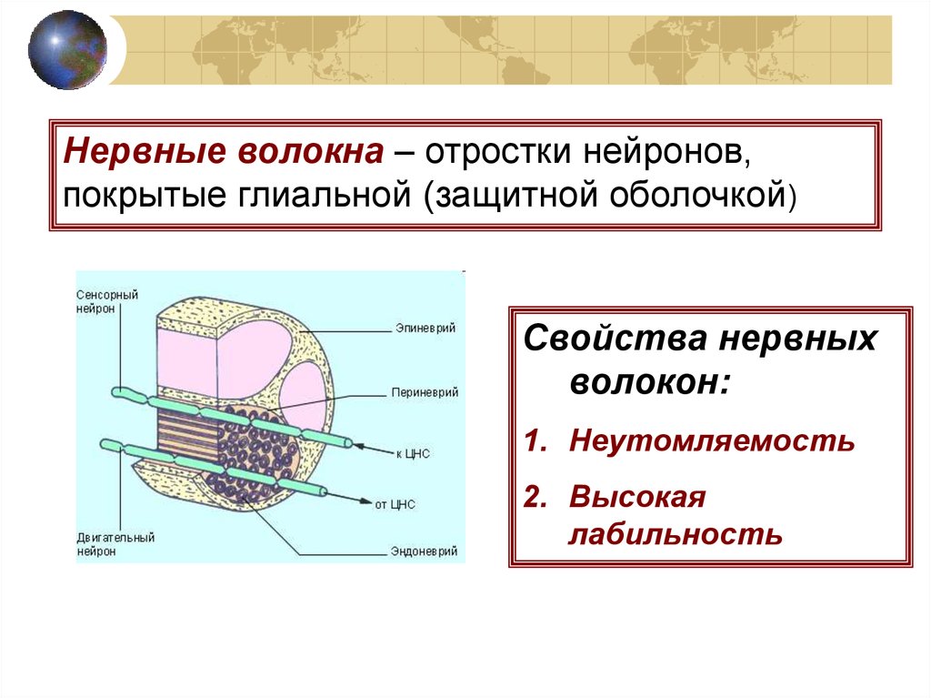 Нервные волокна отростки. Лабильность нервного волокна. Нервные волокна, отростки нервных клеток, покрытые оболочкой. Неутомляемость нервного волокна.