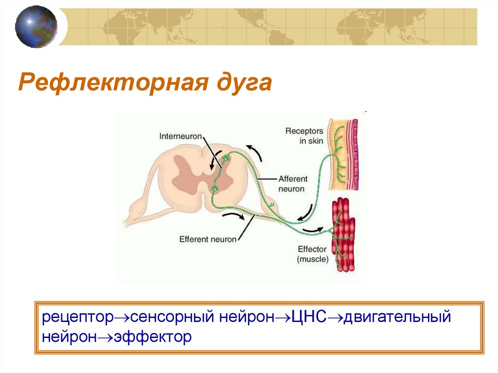 Рецептор рефлекс. Сенсорный Нейрон в рефлекторной дуге. Рецептор рефлекторной дуги. Рефлекторная дуга начинается с рецепторов. Эффектор в рефлекторной дуге.