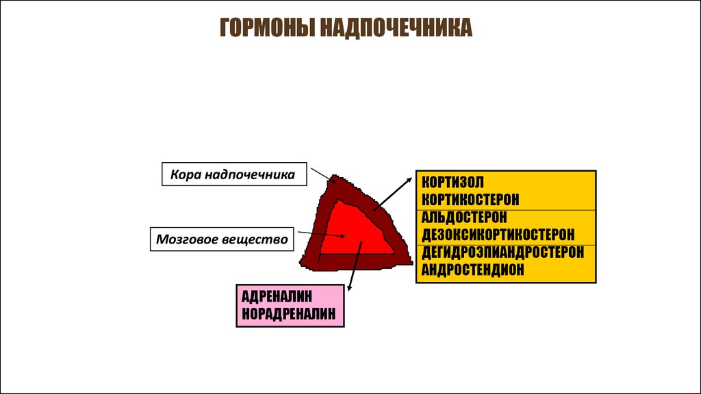 Надпочечники норадреналин