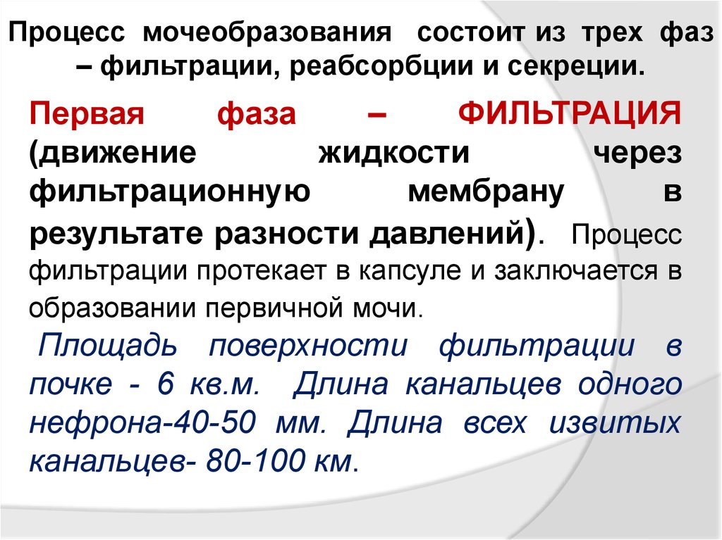 Инфп это. Процесс мочеобразования. Секреция в процессе мочеобразования это. Мочеобразования состоит из пpоцессов:. Фазы процесса мочеобразования.