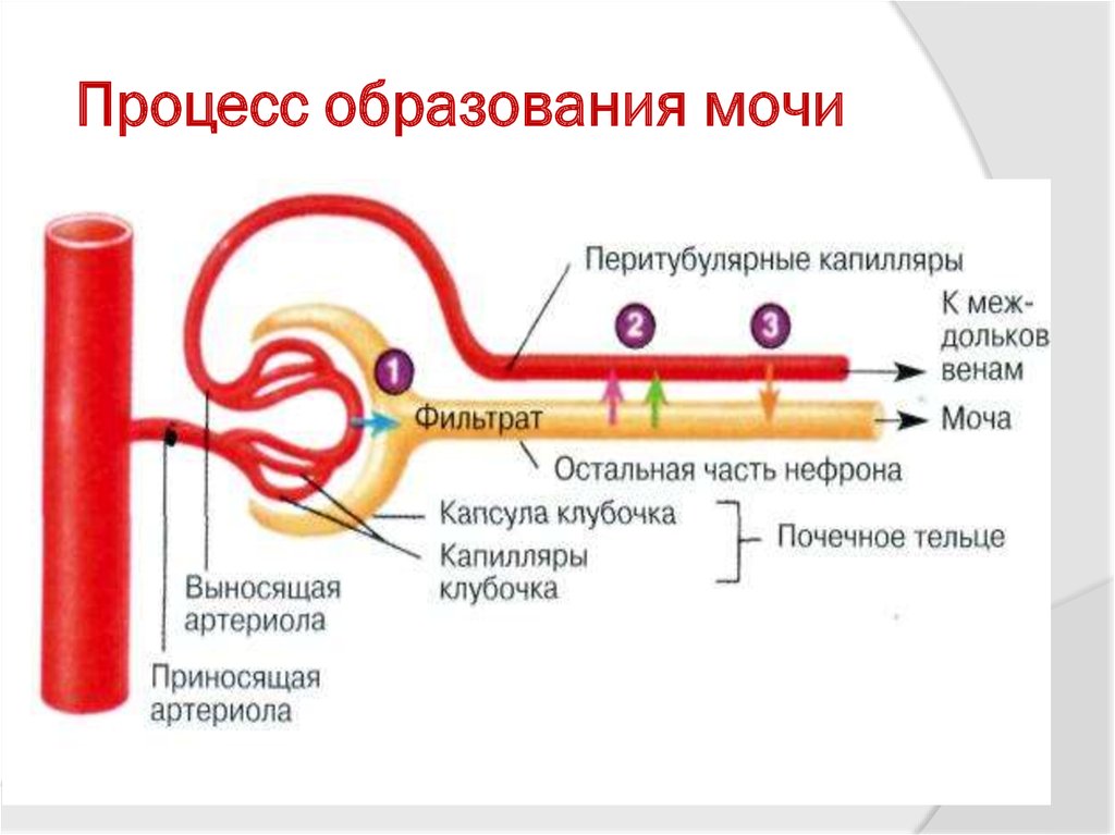 Схема образования первичной и вторичной мочи