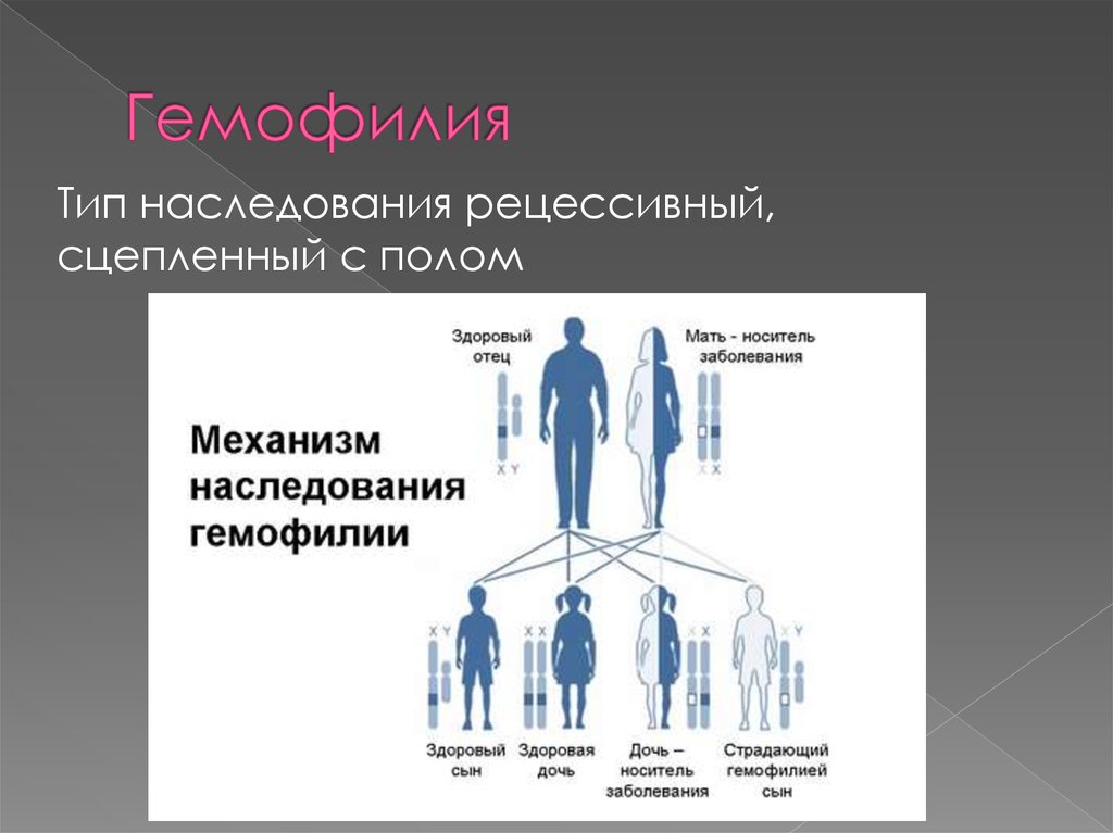 Гемофилия с х хромосома. Тип наследования заболевания «гемофилия». Тип наследования болезни гемофилии. Гемофилия наследуется по типу. Гемофилия Тип наследования аутосомно.