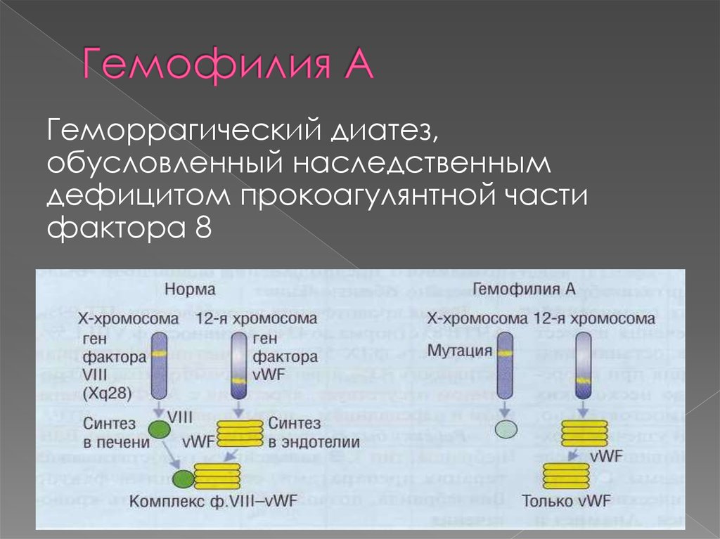 Гемофилия патогенез схема