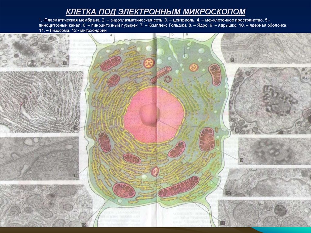 Животная клетка под микроскопом. Растительная клетка в электронном микроскопе. Электронная микроскопия органелл клетки. Рис 11 клетка под электронным микроскопом. Органоид клетки под микроскопом мембрана.