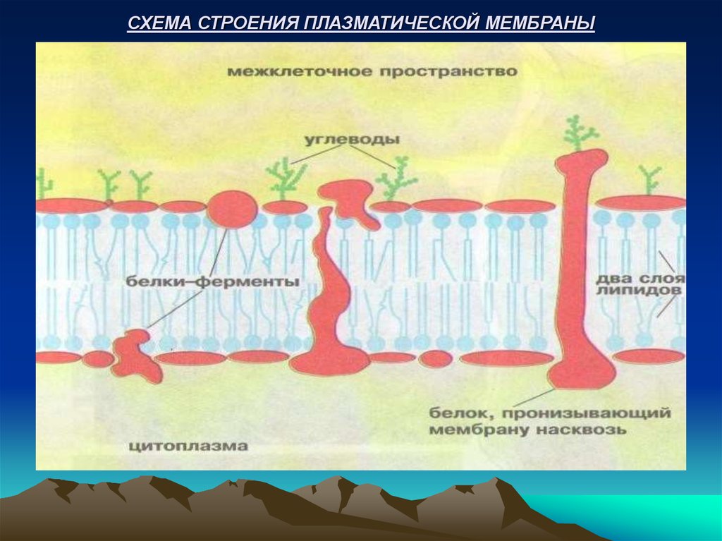 Основное свойство плазматической