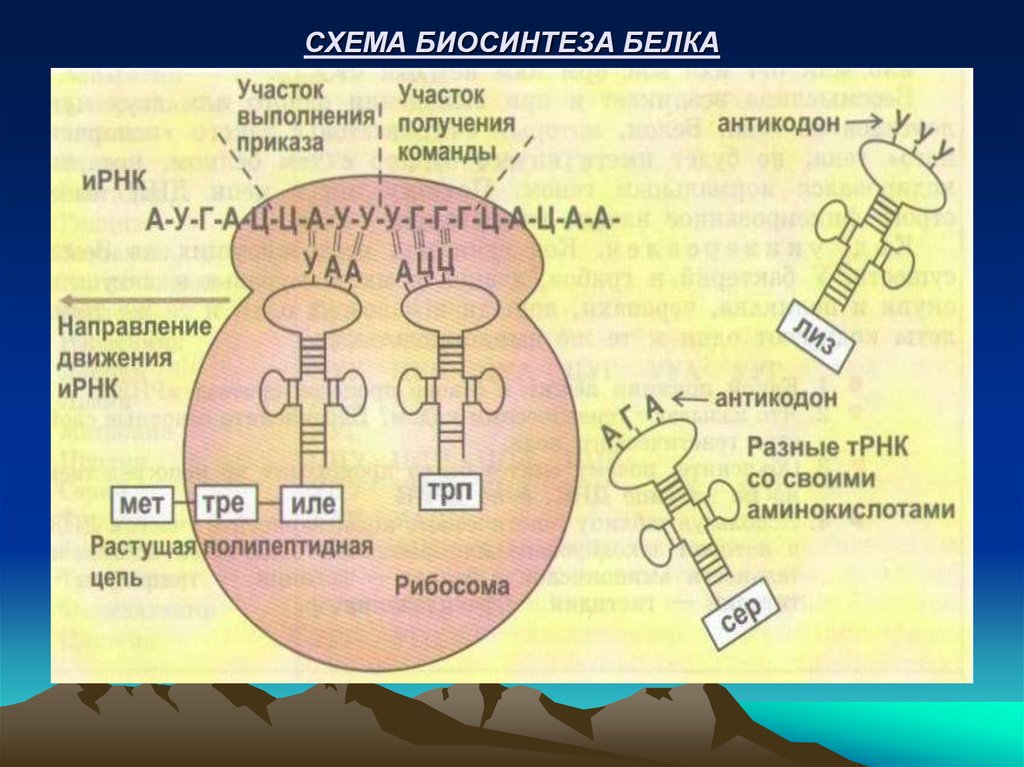 В синтезе белка участвуют ферменты. Этапы биосинтеза белка схема. Схема биосинтеза белка 9 класс схема. Схема этапы синтеза белка рибосомы.