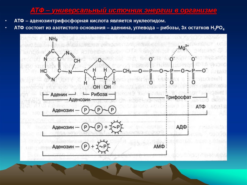 Атф основания. Химическое строение АТФ. Строение АТФ формула. Химическая структура АТФ. Структура АТФ схема.
