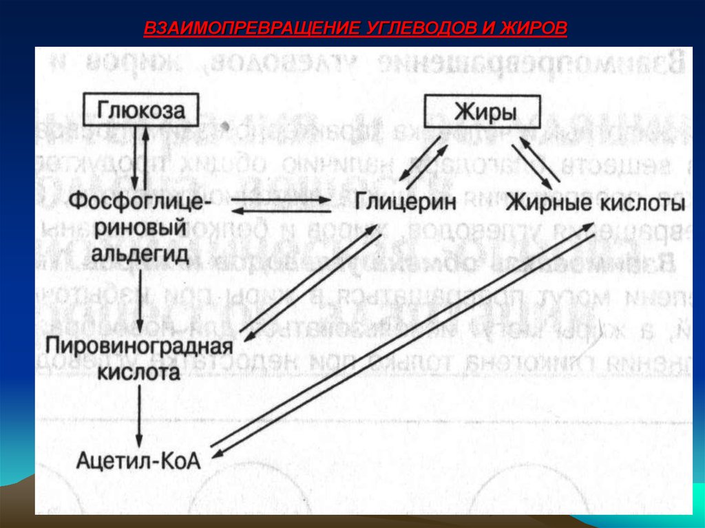 Составьте схему иллюстрирующую взаимопревращение 3 основных компонентов внутренней среды организма