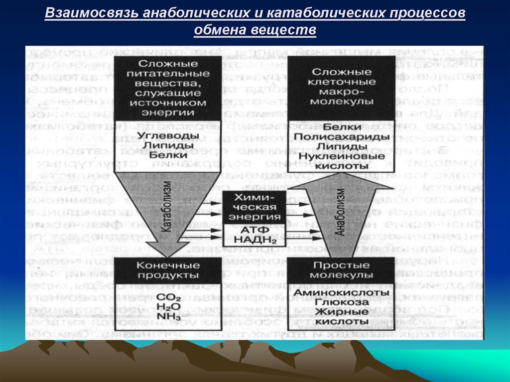 Основные законы обмена веществ