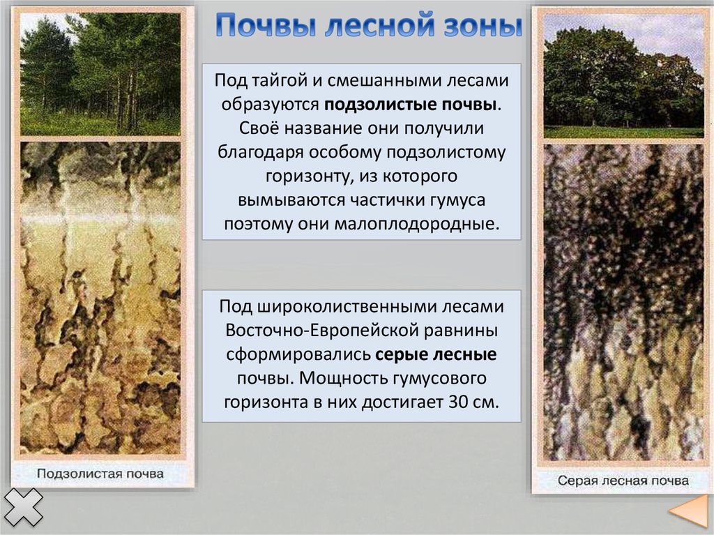 Восточно европейская равнина экологические проблемы. Природные комплексы Восточно-европейской равнины 8 класс презентация.