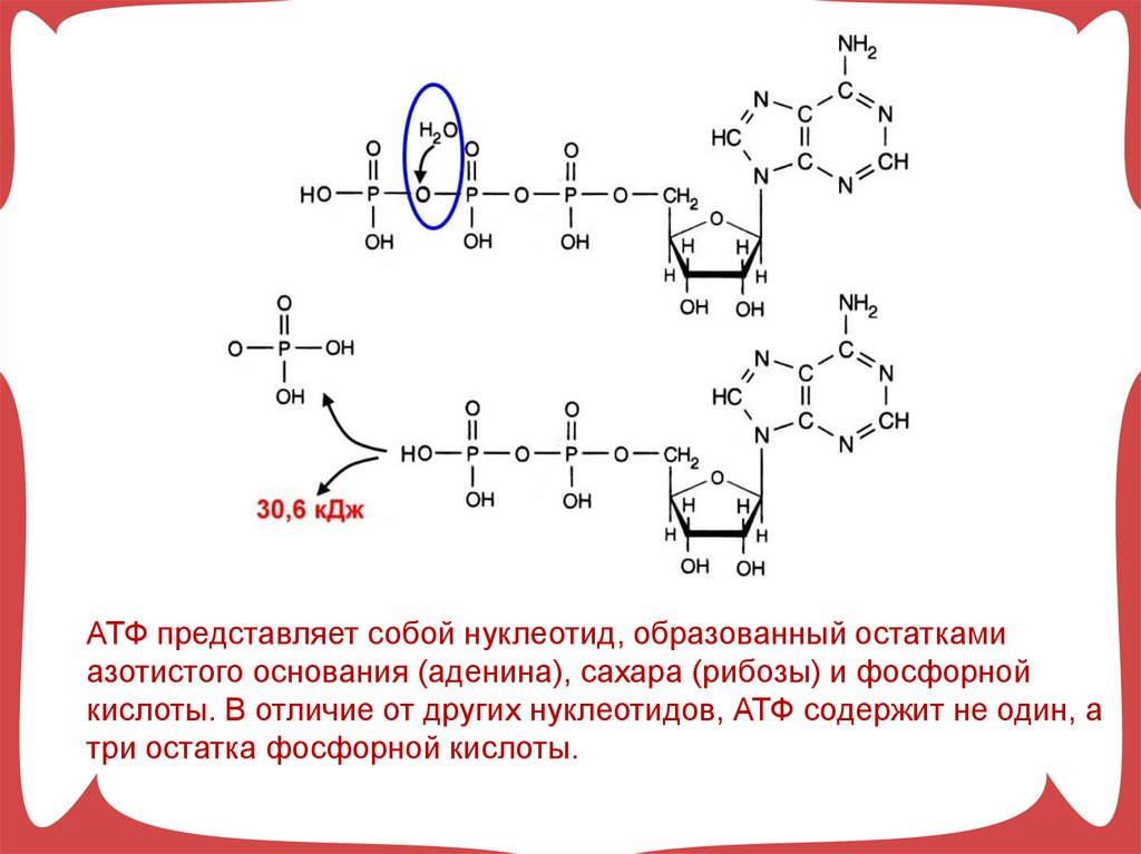 Углевод в составе атф. АТФ фосфорная кислота. АТФ И другие нуклеотиды витамины 10 класс. Остаток фосфорной кислоты АТФ. АТФ аденозинтрифосфорная кислота.