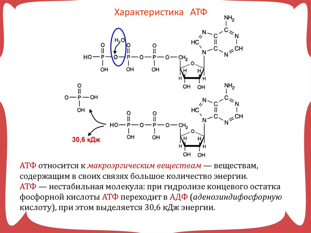 Макроэргические связи в молекуле атф. Строение АТФ макроэргические связи. АТФ фосфорная кислота. Гидролизом макроэргической связи АТФ.