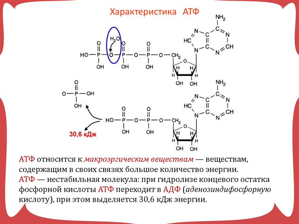 Аккумулированная атф. Строение АТФ макроэргические связи. АТФ фосфорная кислота. Гидролизом макроэргической связи АТФ. Макроэргические связи в молекуле АТФ.