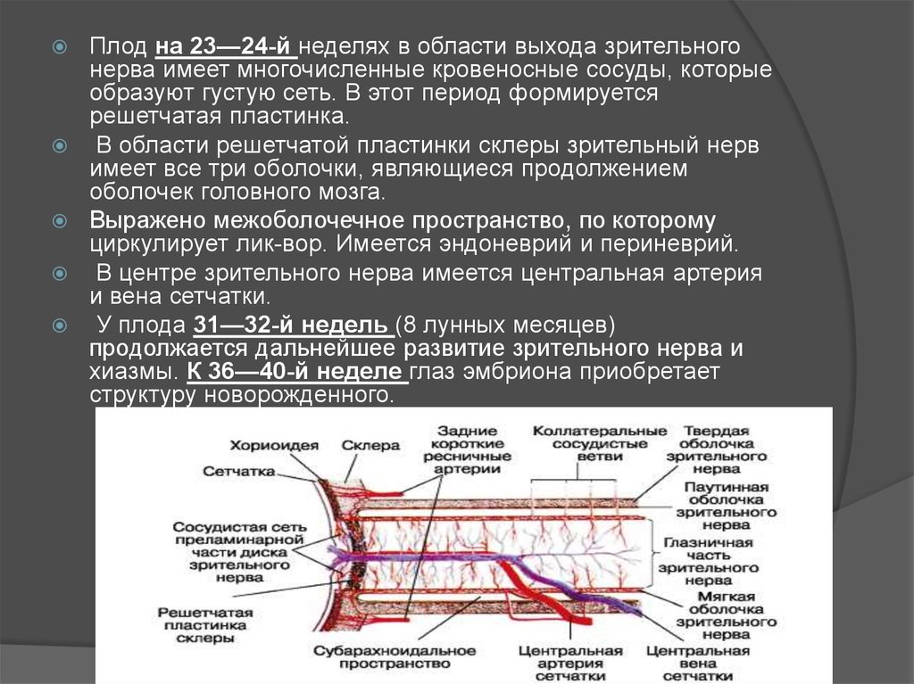 Функции зрительного нерва. Решетчатая пластинка зрительного нерва. Решетчатая пластинка диска зрительного нерва. Преламинарная часть зрительного нерва. Кровоснабжение диска зрительного нерва.