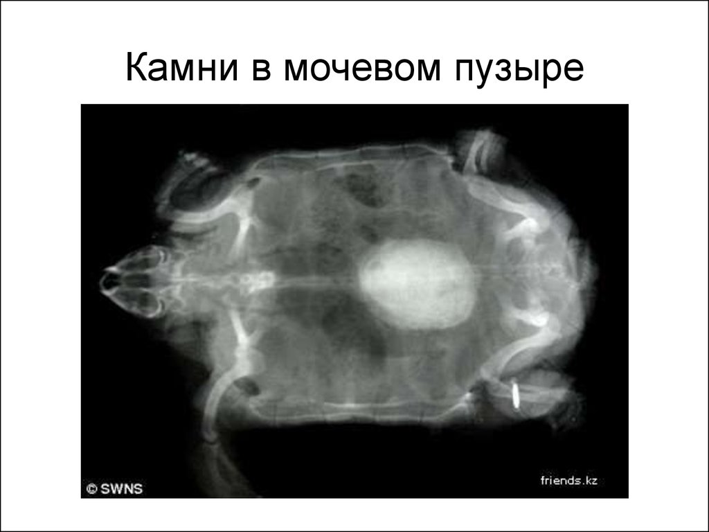 Неприятно в мочевом пузыре. Камни в мочевом пузыре рентген. Рентген мочевого пузыря кролика. Конкременты мочевого пузыря рентген. Камень в мочевом пузыре рентгенограмма.