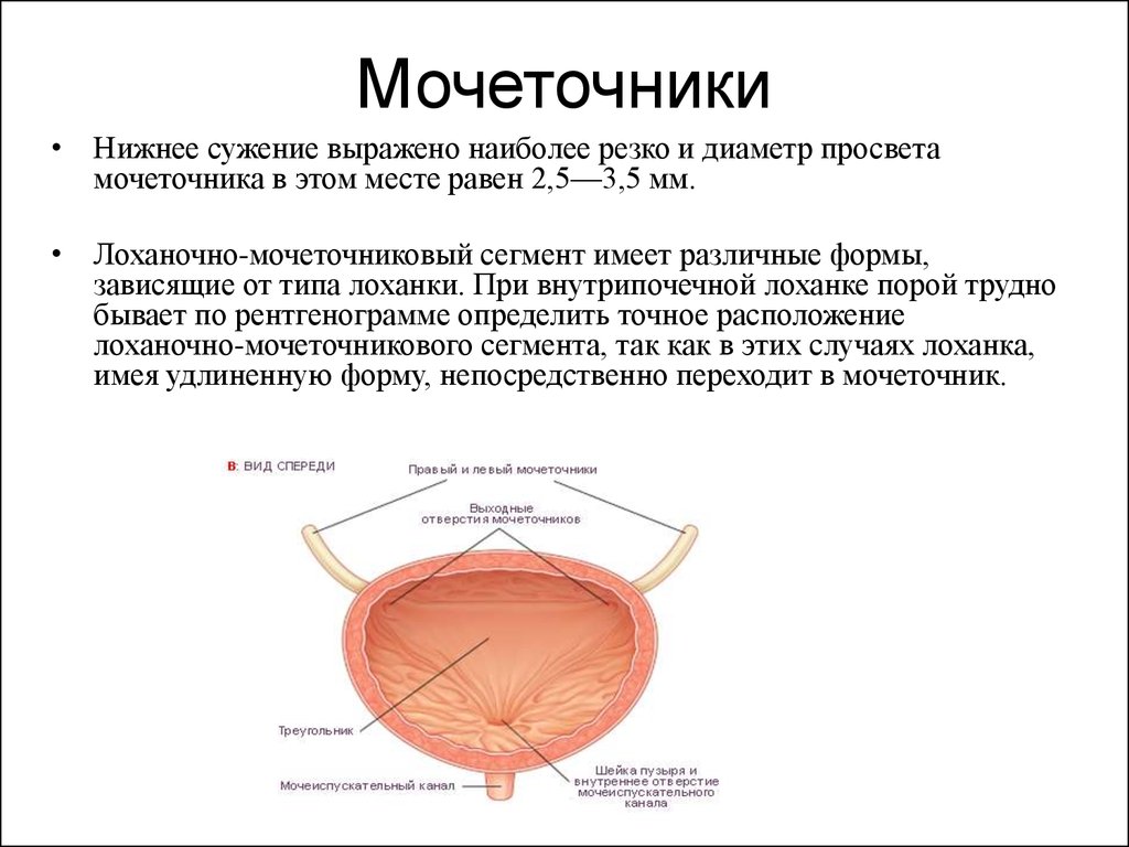 Каким размером мочеточники