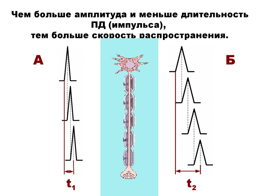 Длится меньше