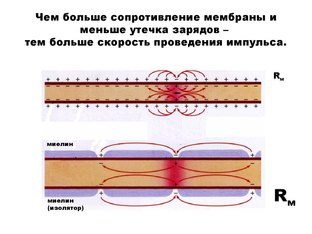 Чем больше сила тем больше скорость. Формула для вычисления скорости проведения нервного импульса. Скорость проведения нервного импульса формула. Чем больше сопротивление мембраны. Чем больше сопротивление тем.