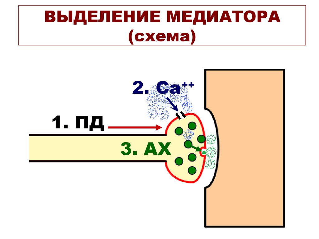 Секреция медиатора. Высвобождение медиатора. Медиаторы нервного волокна. Выделение нейромедиаторов. Медиатор схема.