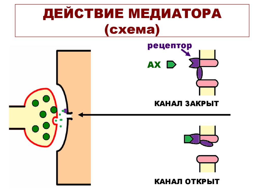 Рецепторы медиаторов. Схема действия медиатора. Механизм действия медиаторов. Механизм действия нейромедиаторов. Схема действия нейромедиаторов.