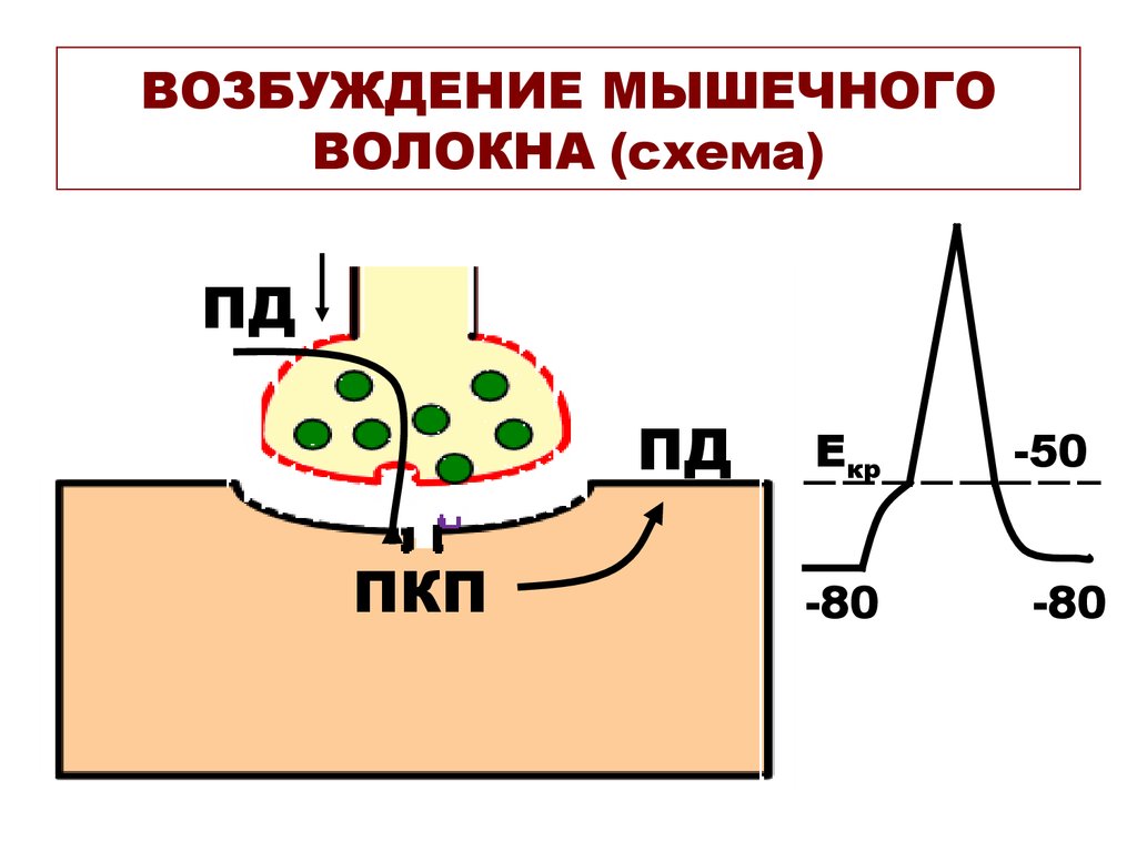 Возбуждение мышцы