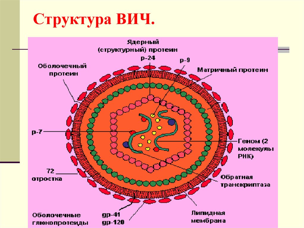 Вич название вируса. ВИЧ структура вириона. Схема строения вируса иммунодефицита человека. Структура вируса ВИЧ микробиология. Вирус иммунодефицита строение.