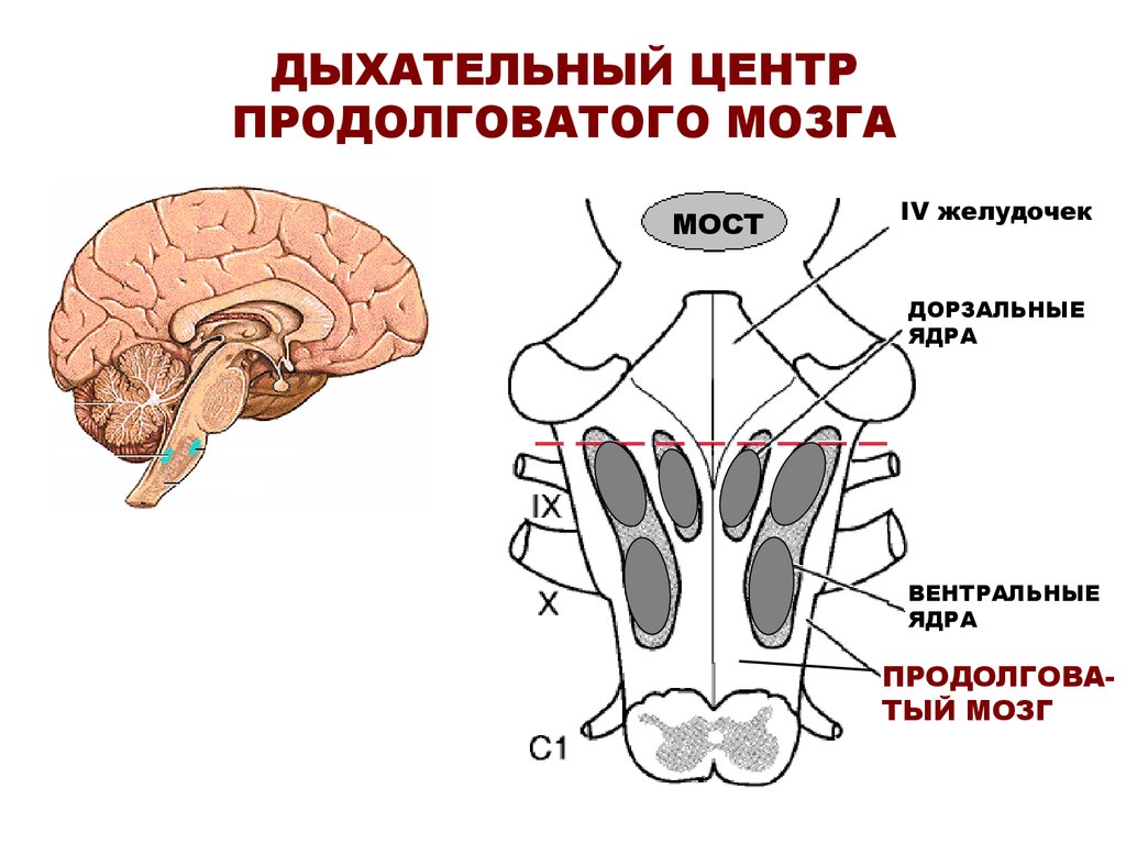 Продолговатый мозг нервные центры регуляции. Дыхательный центр продолговатого мозга. Дыхательный нервный центр продолговатого мозга. Продолговатый мозг центр дыхания. Дыхательный центр продолговатого мозга его функции.
