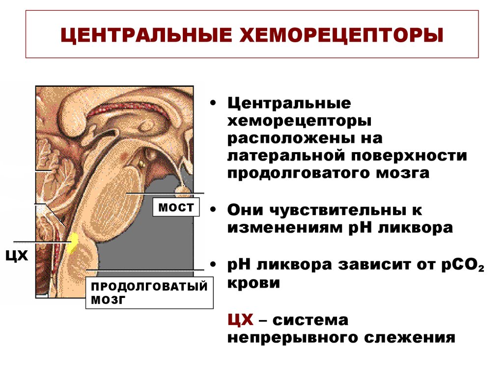 Центр возбуждения