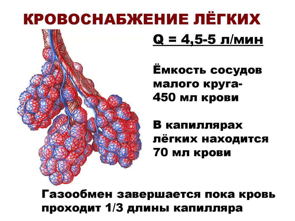 Схема кровоснабжения легких