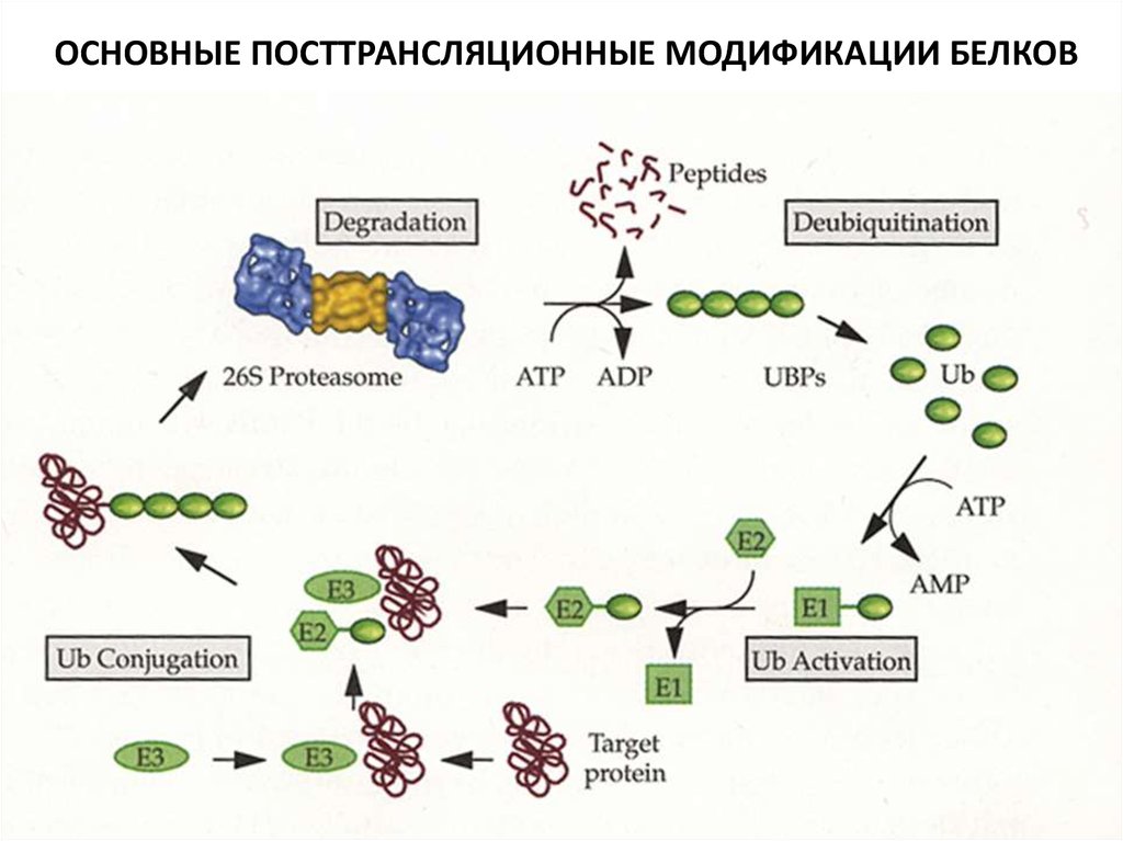 Модификация белков. Посттрансляционная модификация белка. Посттрансляционная модификация белков биохимия. Посттрансляционная модификация белков схема. Посттрансляционной модификации белка схема.