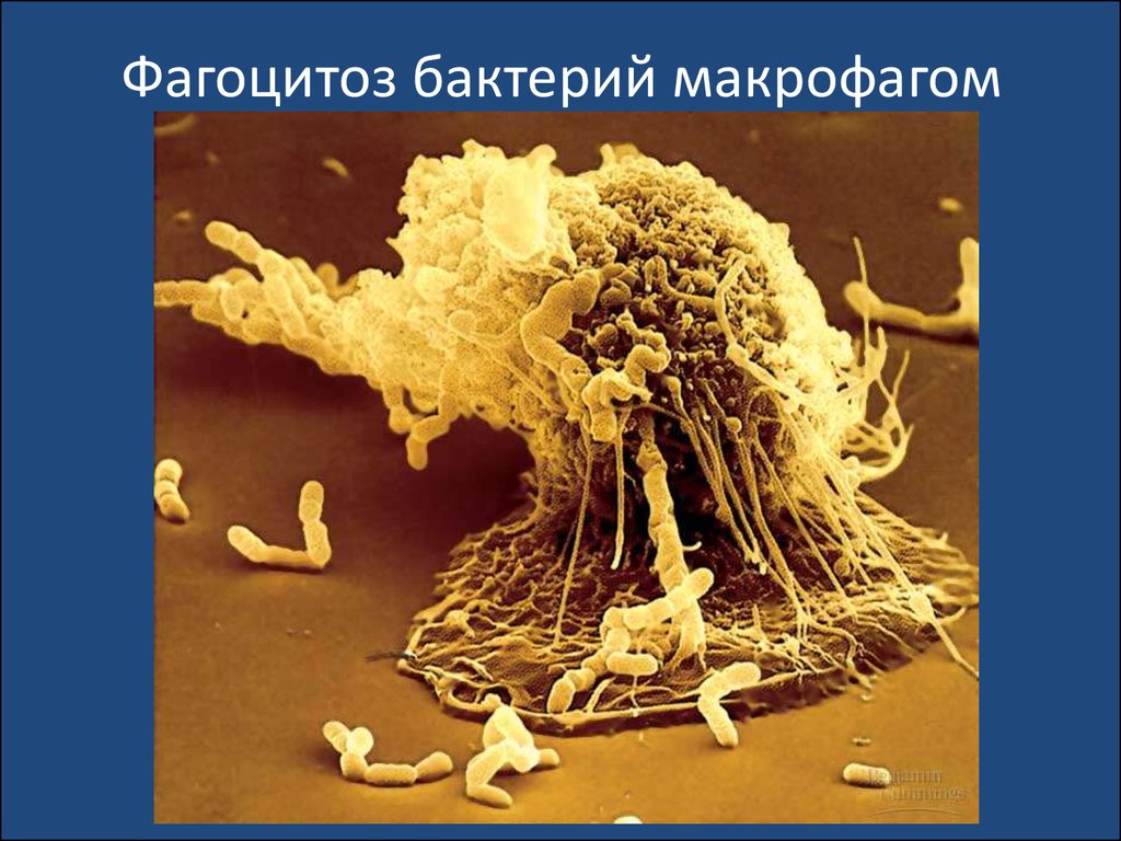 Фагоцитоз бактерий макрофагом