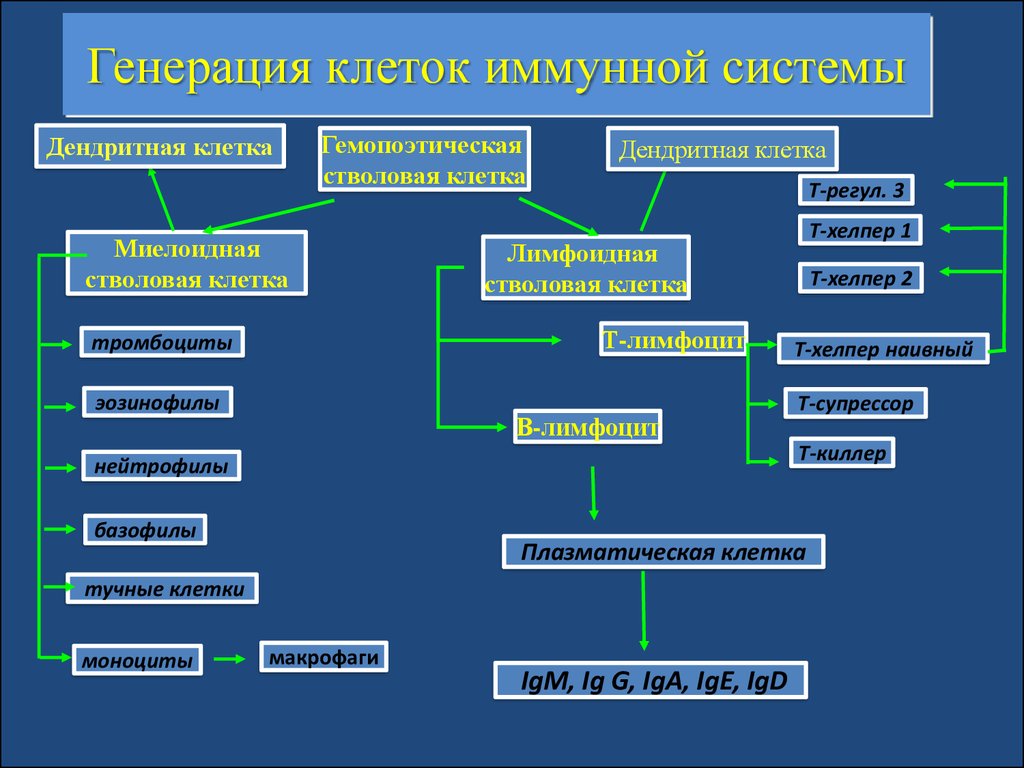 Иммунокомпетентные клетки презентация