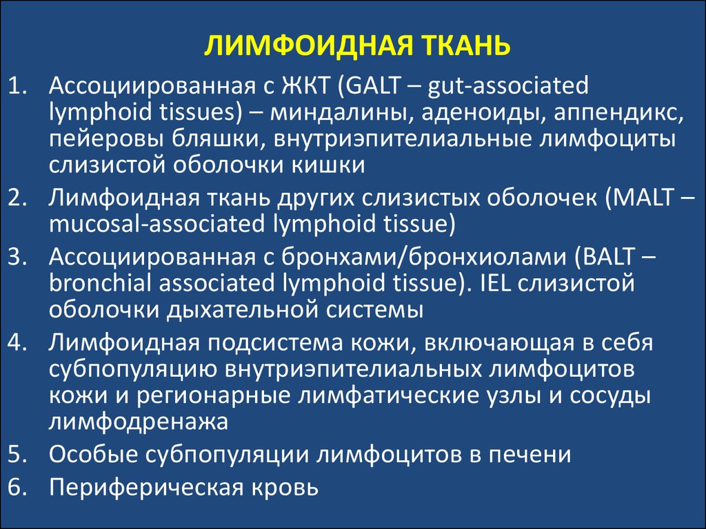 Лимфоидная ткань органы