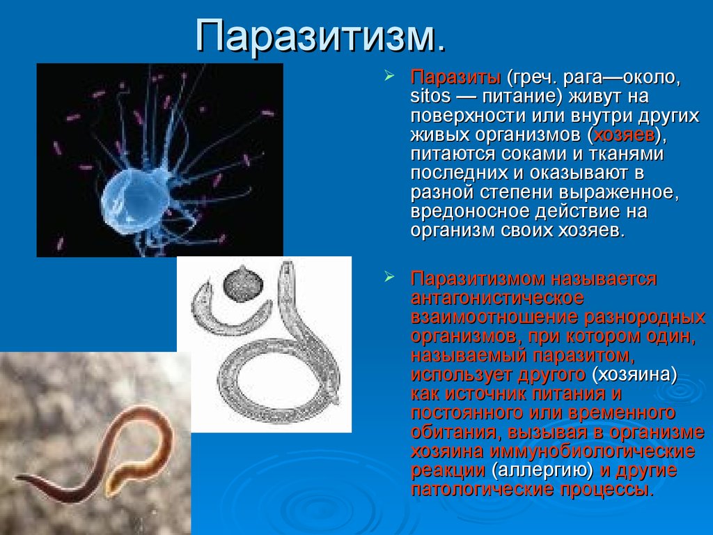 Паразитология клещи презентация