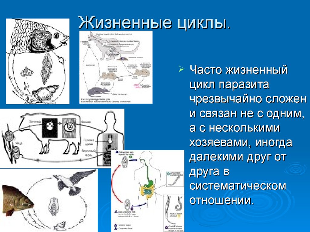 Цикл паразитов. Жизненные циклы паразитов. Жизненный цикл паразито. Жизненный цикл простейших паразитов. Жизненные циклы паразитов схемы.