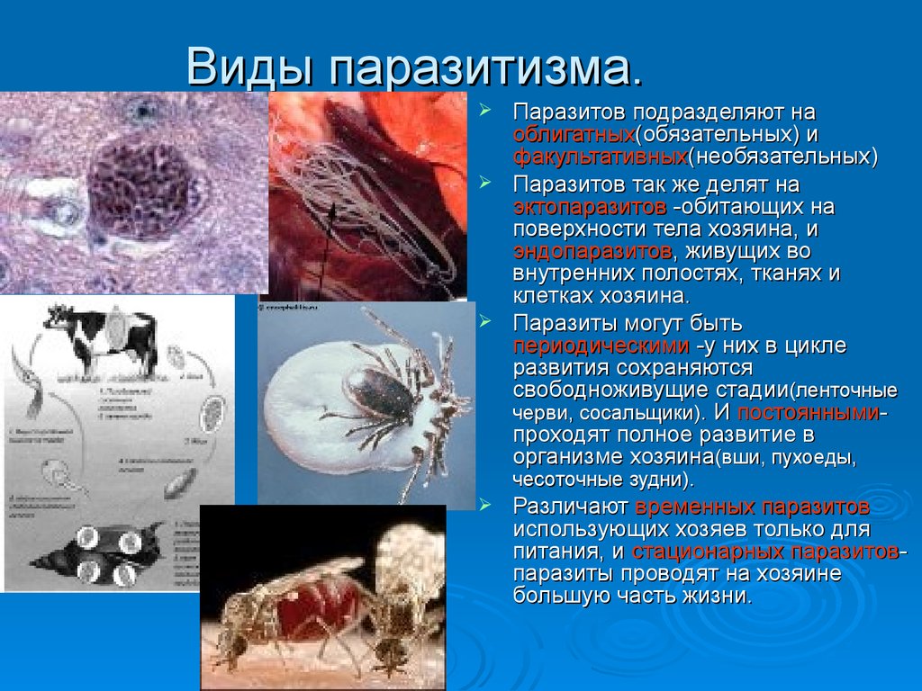 Что такое паразитизм кратко 5 класс. Типы паразитизма. Различные формы паразитизма. Виды паразитирования.
