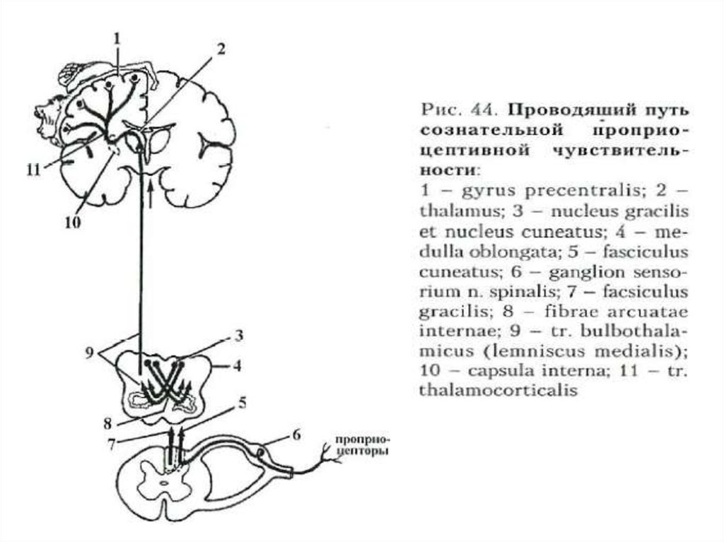 Соматосенсорный анализатор общий план строения и функции проводящие пути