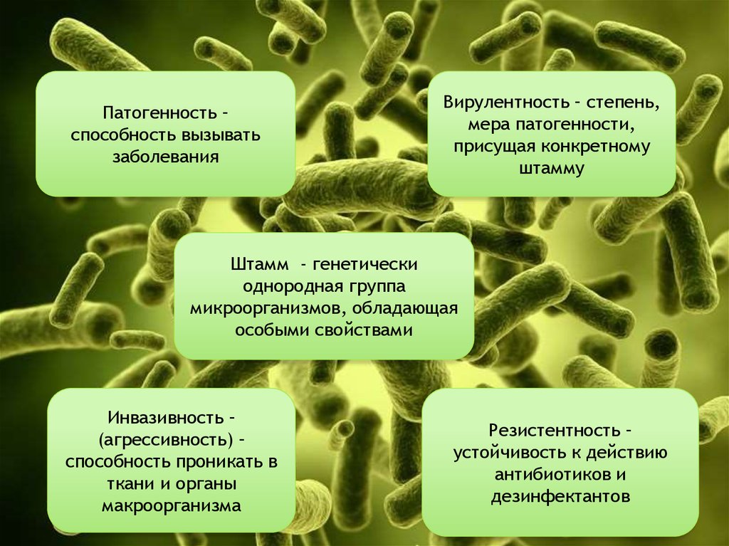 Биологические свойства бактерий. Факторы патогенности бактерий. Факторы патогенности микроорганизмов. Патогенных и патогенных микроорганизмов. Болезнетворные (патогенные) микроорганизмы.