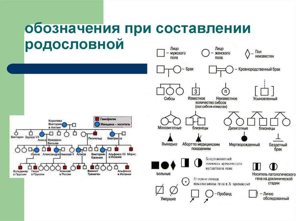 Правила графического изображения родословной