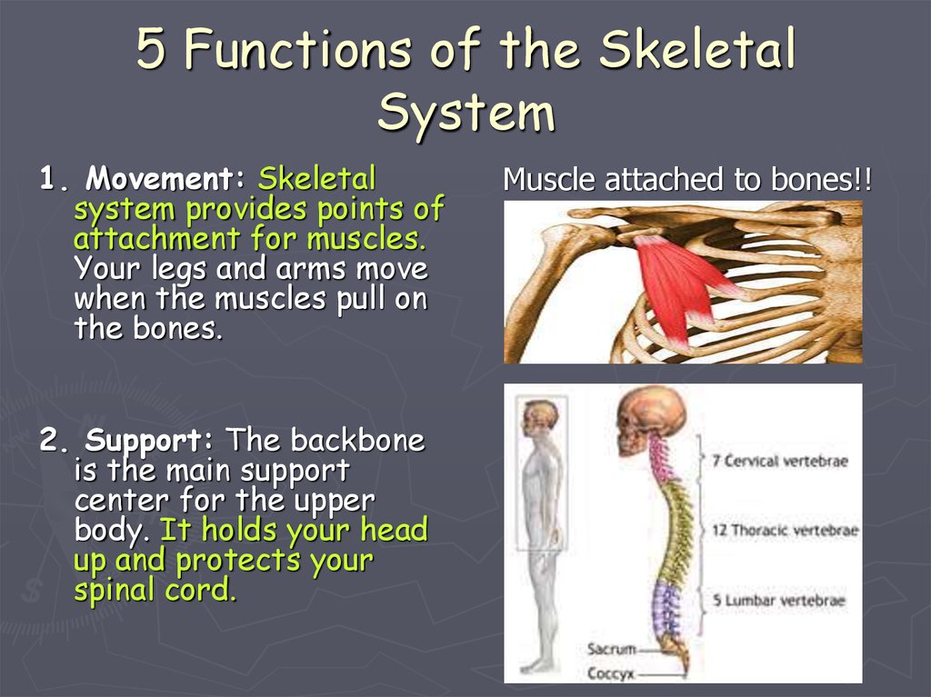 functions of the muscular system