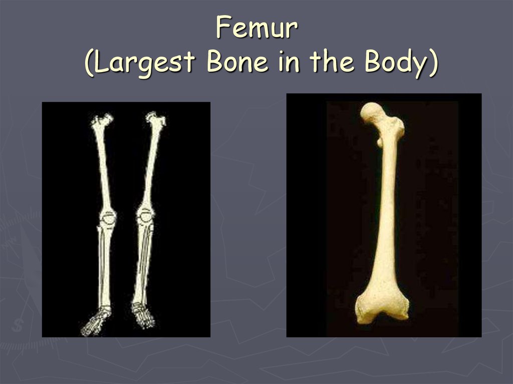 Skeletal System - презентация онлайн
