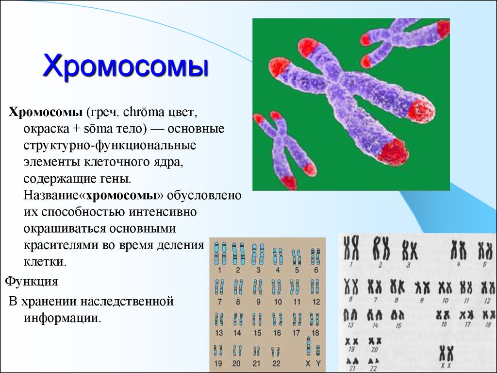 Парные гены гомологичных хромосом называется