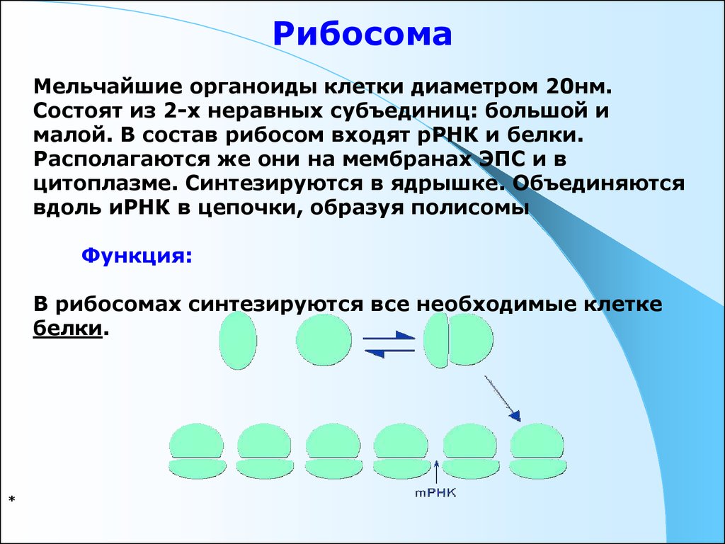 Рибосомы растительной и животной. Образуют полисому. Образование субъединиц рибосом в ядрышке. Диаметр 20 нанометров. Какова роль полисомы в клетке.