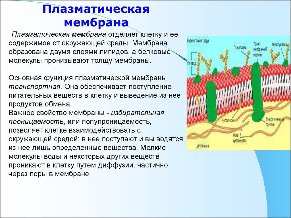 Свойства функции мембраны. Структура клетки плазматическая мембрана. Плазматическая мембрана строение и функции. Наружная плазматическая мембрана строение и функции. Гликолипиды в плазматической мембране.
