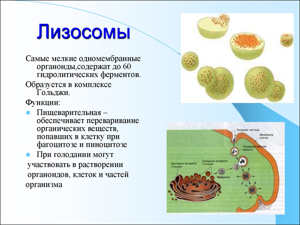 Лизосома мембранный органоид. Функции лизосом в растительной клетке. Строение лизосомы животной клетки. Строение и функции лизосомы животной клетки. Строение органоида лизосомы.