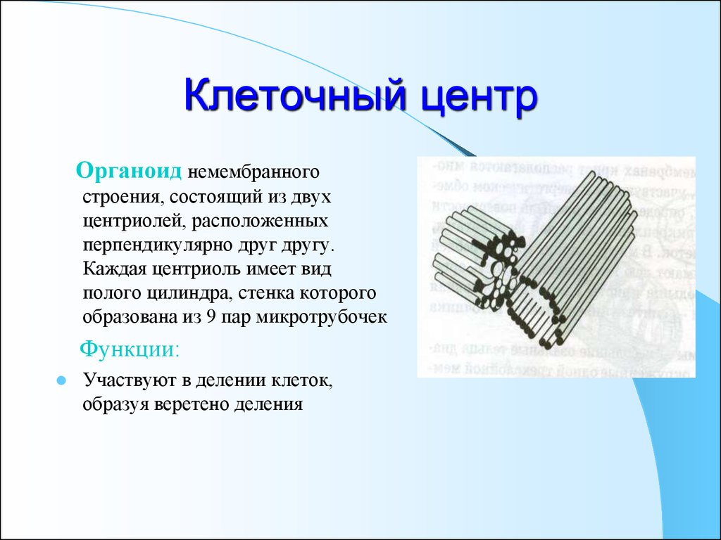 Клеточный центр в каких клетках. Клеточный центр функции органоида. Клеточный центр состоит из двух центриолей цилиндрические структуры. Клеточный центр немембранный органоид рисунок. Органоид клеточный центр строение и функции.