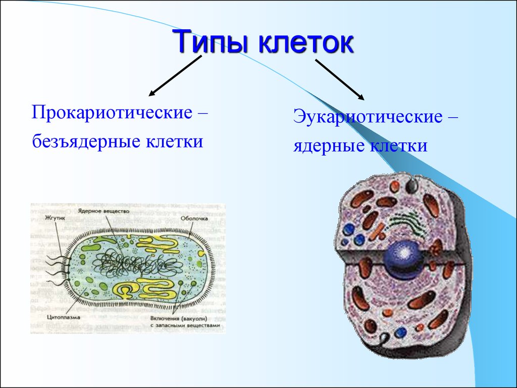 Органоидами клетки эукариотической являются. Безъядерные эукариотические клетки. Типы клеток. Типы животных клеток. Прокариотический Тип клетки.