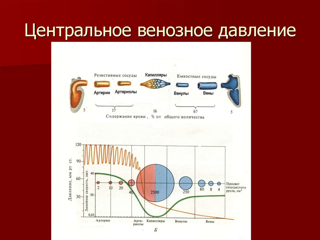 Повышается венозное давление. Вентральное венозное давление. Центральное венозное давление. Скорость движения крови по артериям. Центральное и периферическое венозное давление.