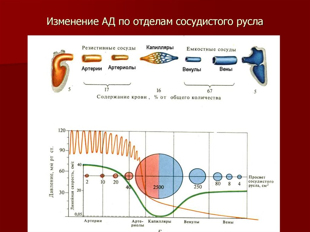 Скорость движения в сосудах. Отделы сосудистого русла. Функциональная структура различных отделов сосудистого русла. Изменения сосудистого русла. Скорость крови в разных отделах сосудистого русла.